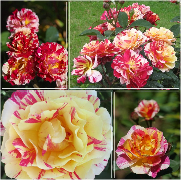 wielobarwne wielkokwiatowe róże Maurice Utrillo