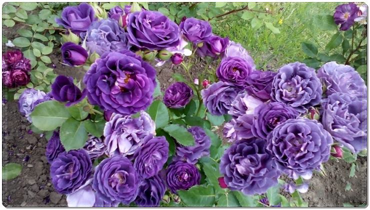 róże rabatowe Minerva niebieskie