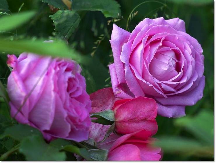 róże rózowe historyczne Mrs. John Laing