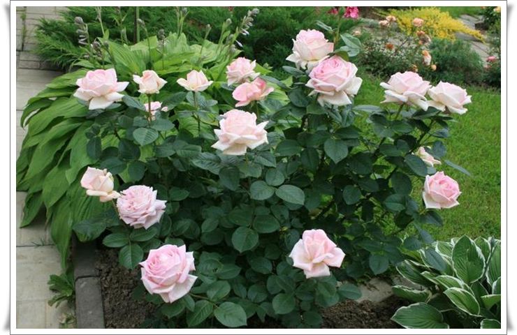 Myriam Róże wielkokwiatowe