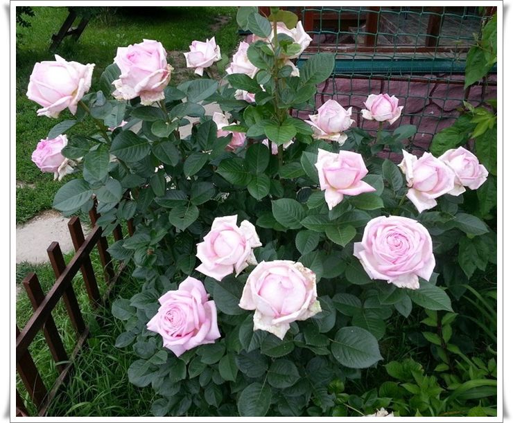 pachnące Róże wielkokwiatowe Myriam