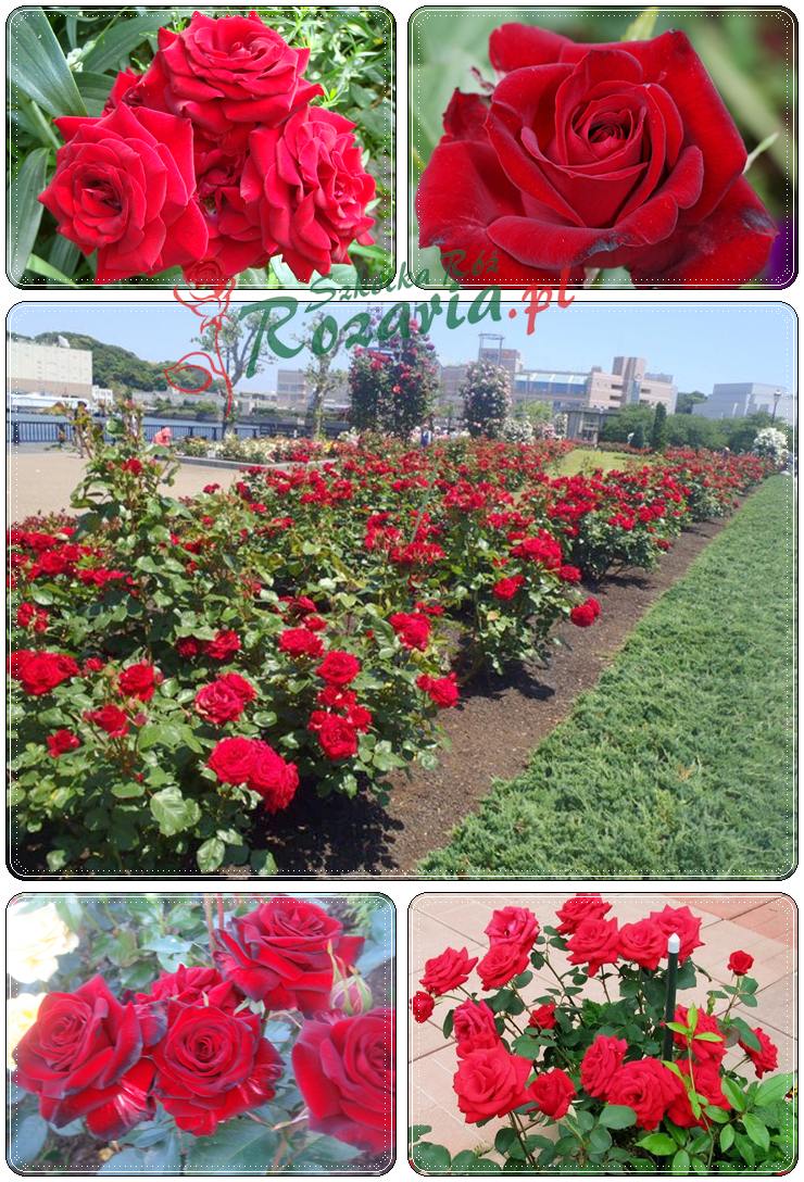 czerwone rabatowe róże Niccolo Paganini