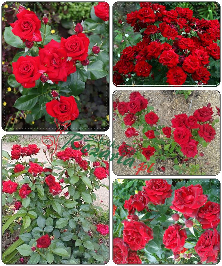 Niccolo Paganini rabatowe czerwone róże