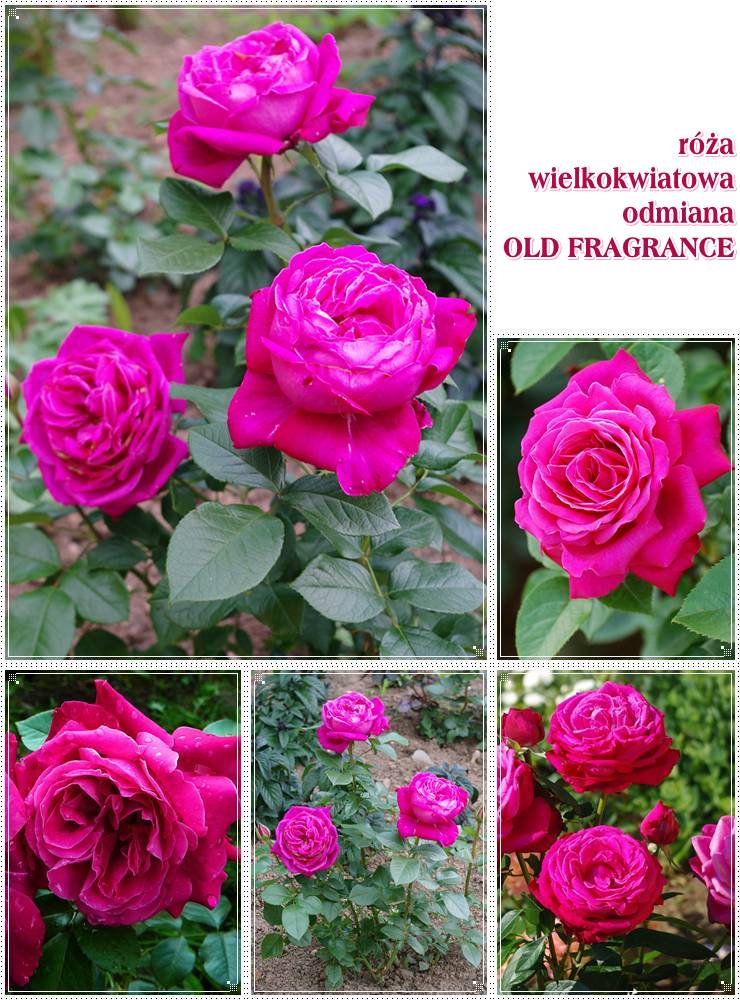 wielkokwiatowe róże pachnące Old Fragrance