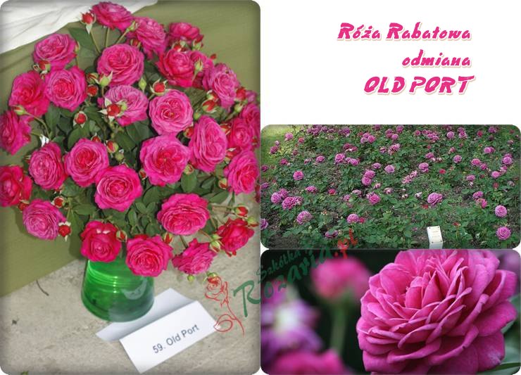 róża rabatowa Old Port