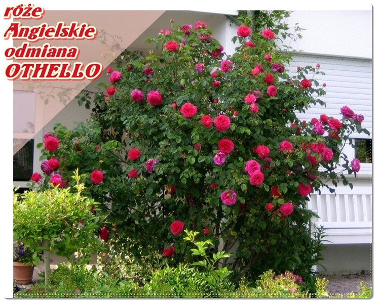róże angielskie Othello