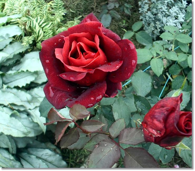 Papa Meilland róże wielkokwiatowe