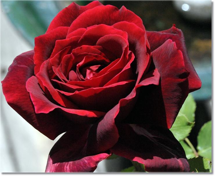 wielkokwiatowe róże Papa Meilland