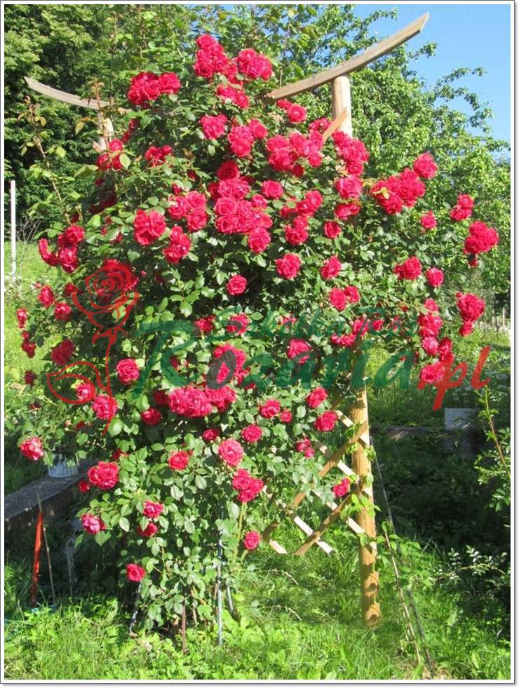 pauls scarlet climber róze pnące czerwone
