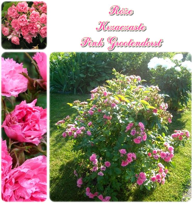 róże krzaczaste Pink Grootendorst