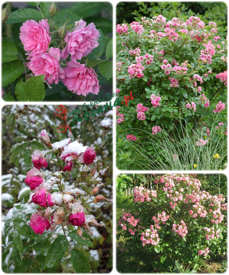 Pink Grootendorst różowe róże krzaczaste