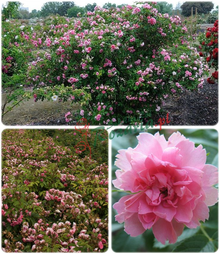 róże krzaczaste Pink Grootendorst różowe