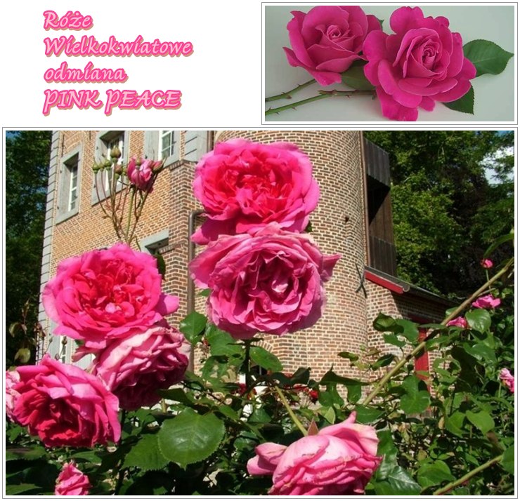 Pink Peace różowe róże wielkokwiatowe