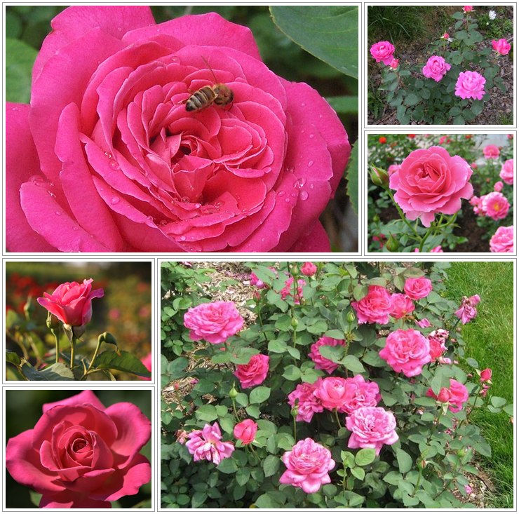 róże wielkokwiatowe różowe Pink Peace