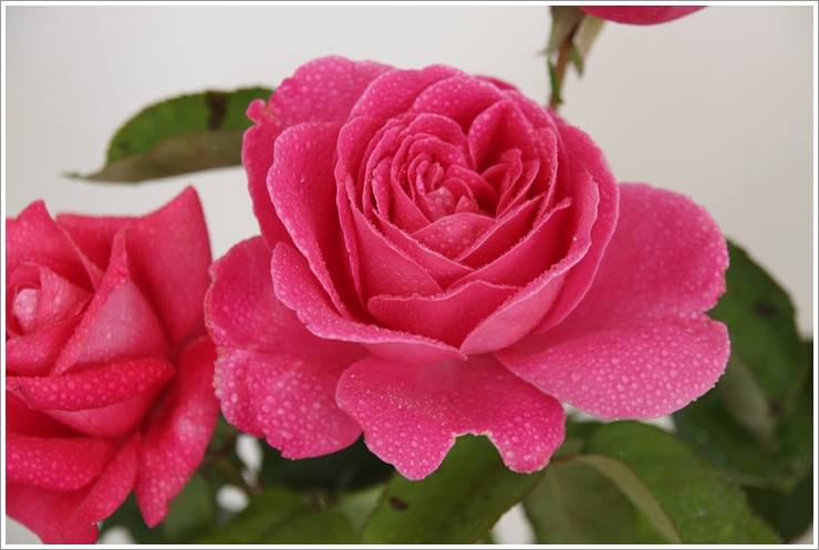 róże wielkokwiatowe Pink Peace różowe