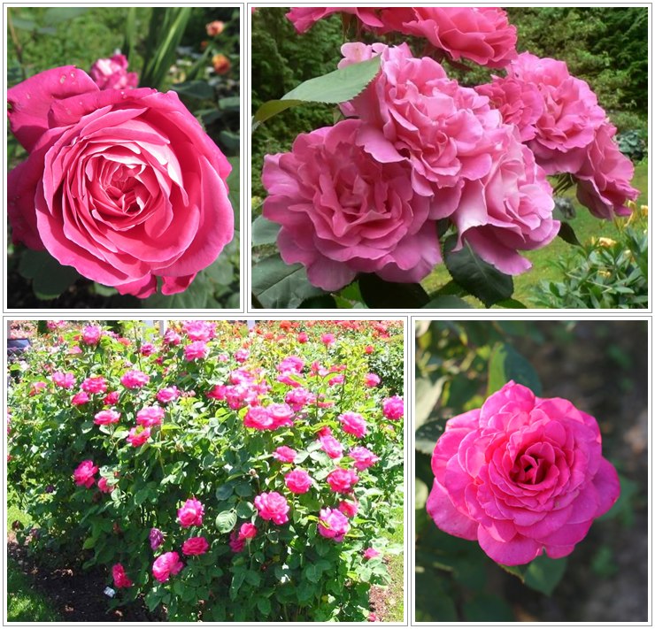 Pink Peace róże wielkokwiatowe różowe