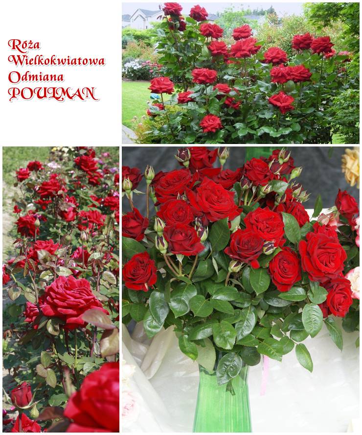 róże wielkokwiatowe Poulman