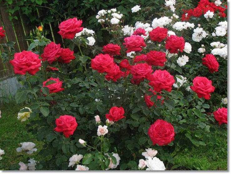 Poulman bordowe róże wielkokwiatowe