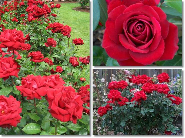 wielkokwiatowe róze w kolorze bordowym Poulman