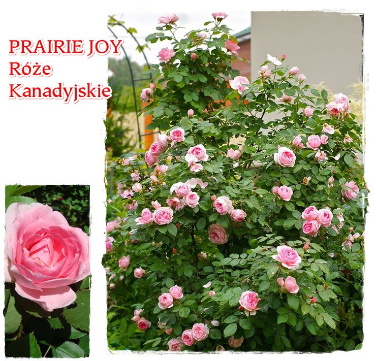Prairie Joy róze kanadyjskie