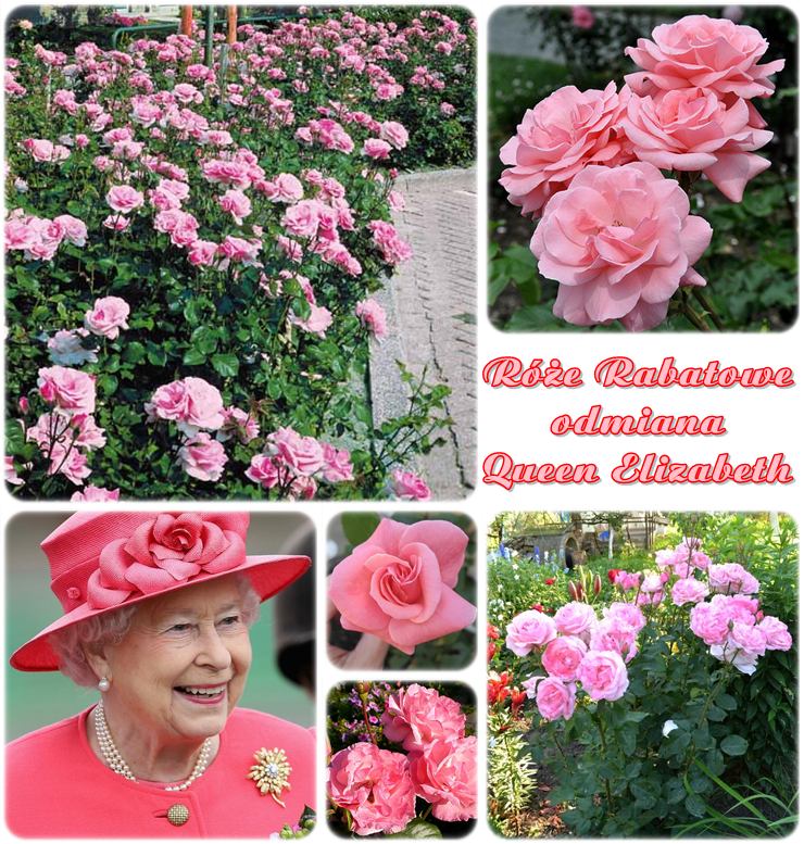 Queen Elizabeth róże rabatowe