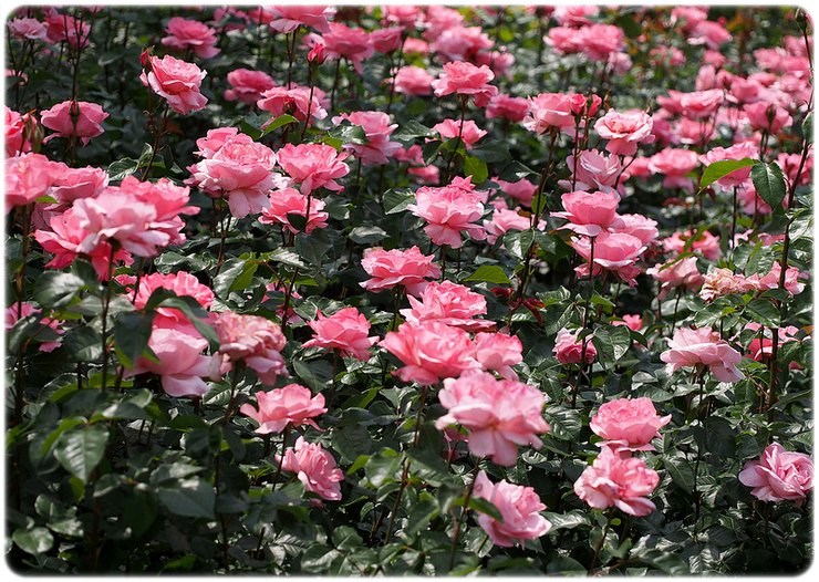 Queen Elizabeth rabatowe róże
