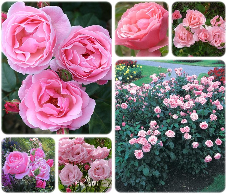 Queen Elizabeth rabatowe róże różowe