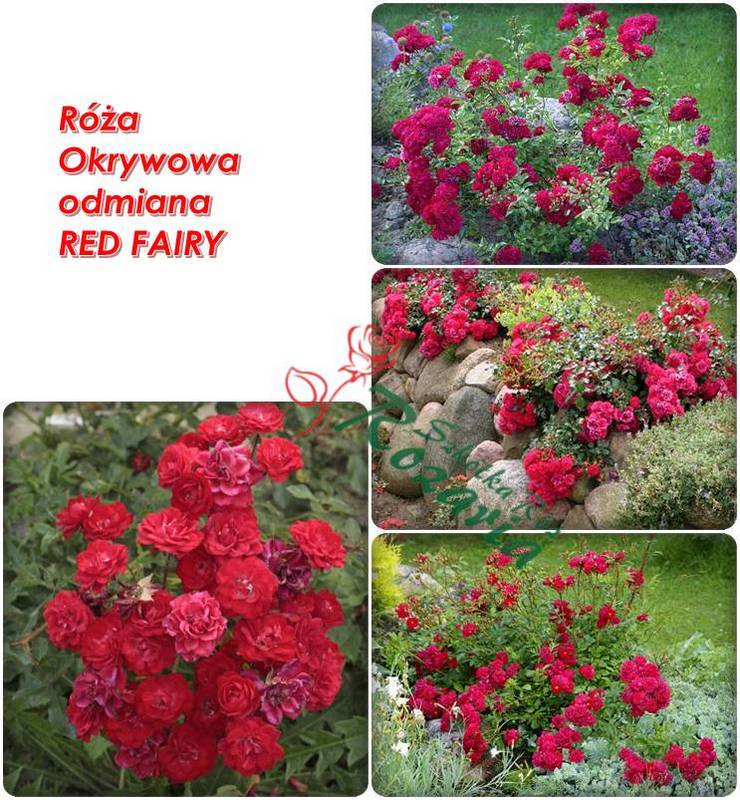 roża okrywowa red fairy