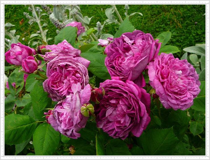 historyczna roza Reine des Violettes