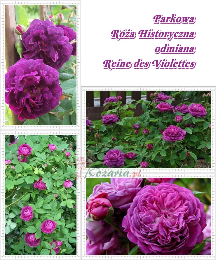 róze historyczne Reine des Violettes