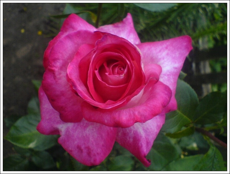 róże wielkokwiatowe Rose Gaujard