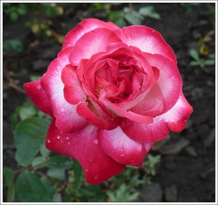Rose Gaujard wielkokwiatowe róże