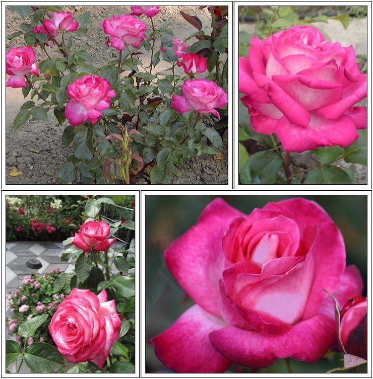 wielkokwiatowe roze Rose Gaujard