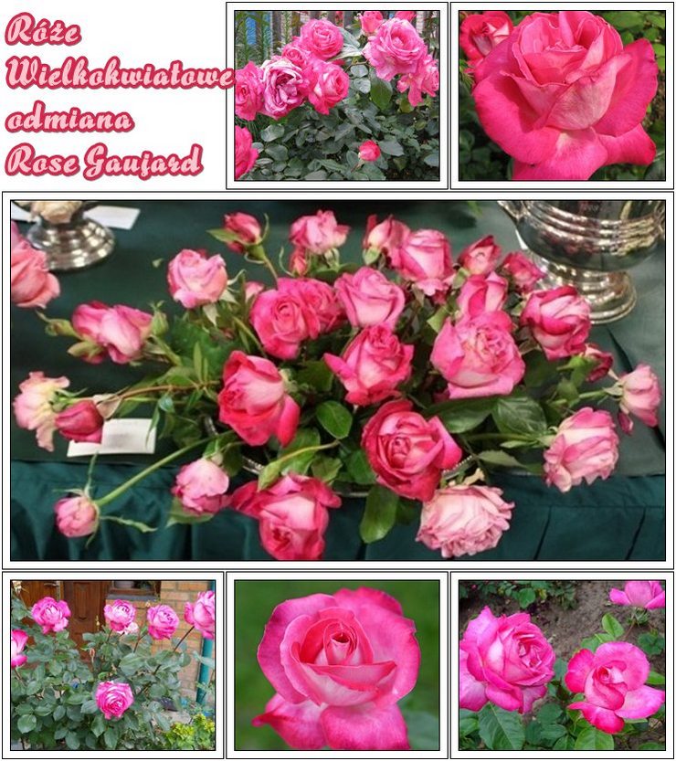Rose Gaujard róże wielkokwiatowe