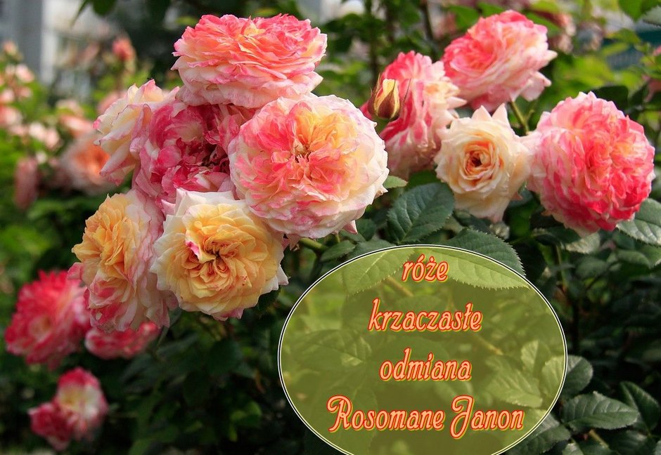 Rosomane Janon róże krzaczaste