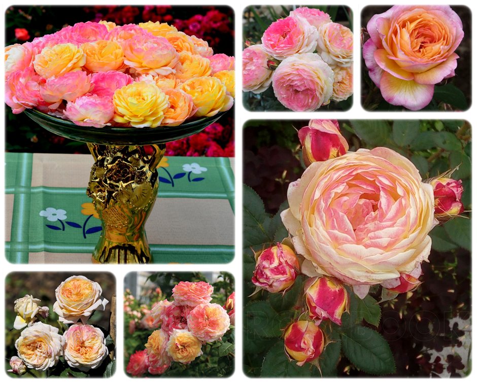 Rosomane Janon kolorowe róże krzaczaste