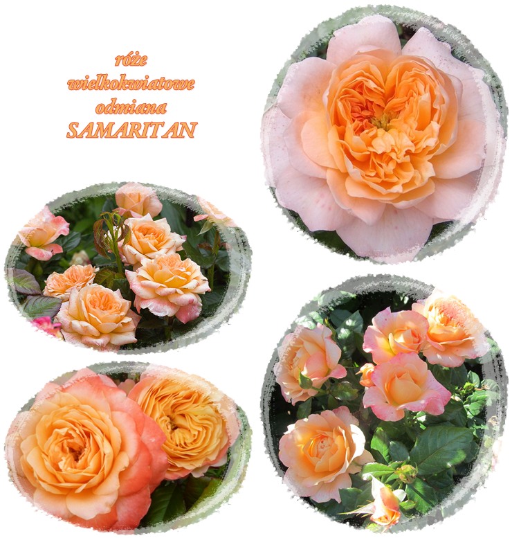 Samaritan róże wielkokwiatowe