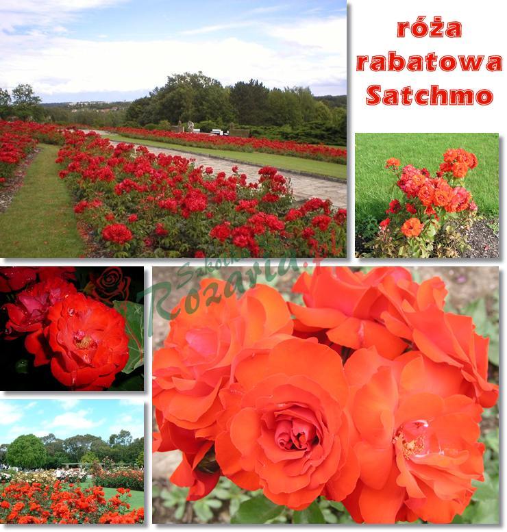róze rabatowe Satchmo