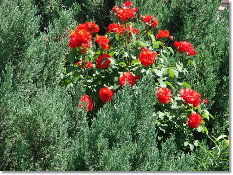 Satchmo róze rabatowe