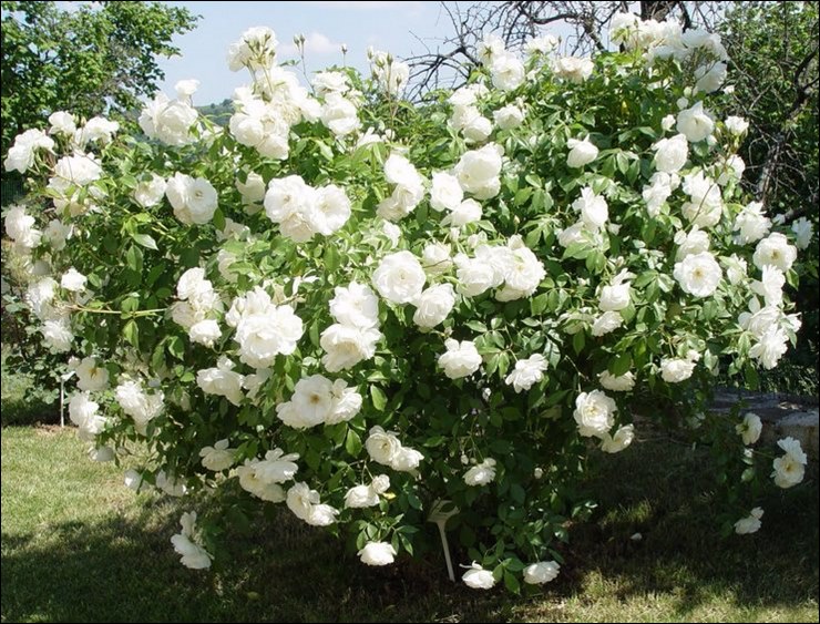 Schneewittchen clb. pnące białe róże