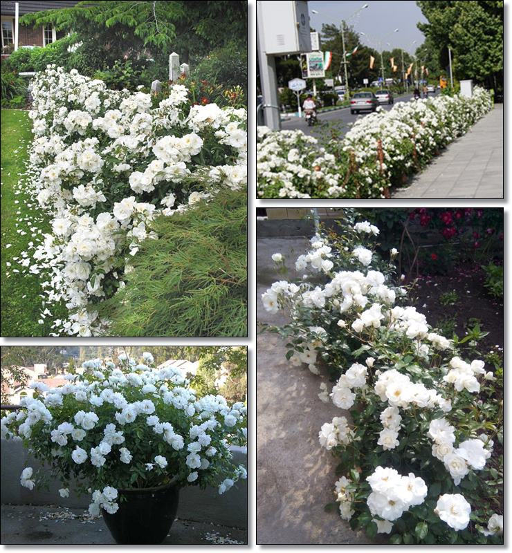 rabatowe róże Schneewittchen białe
