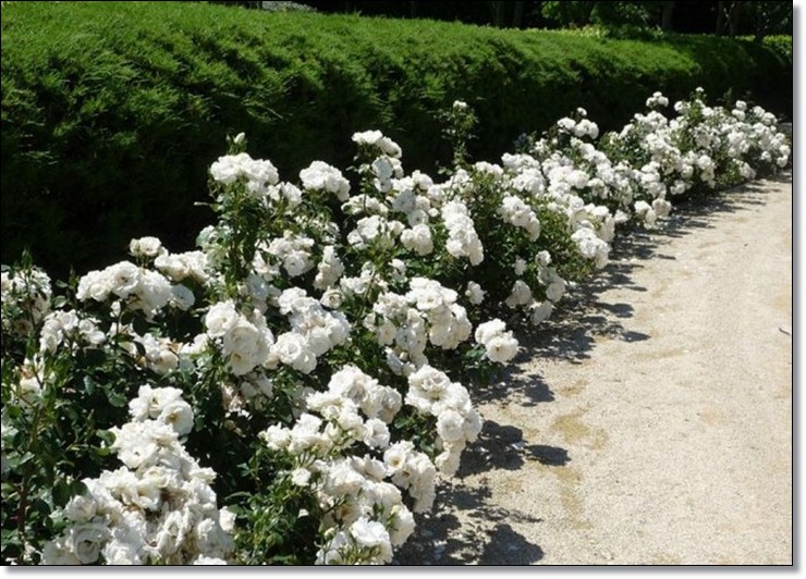 róże rabatowe białe Schneewittchen