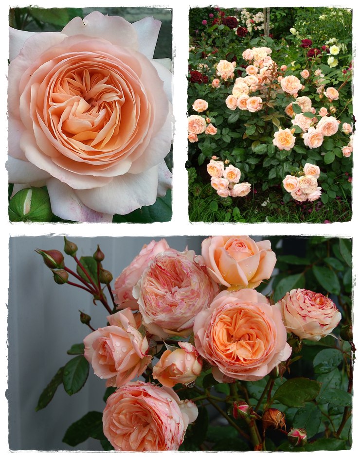 Sourire du Havre wielkokwiatowe róże