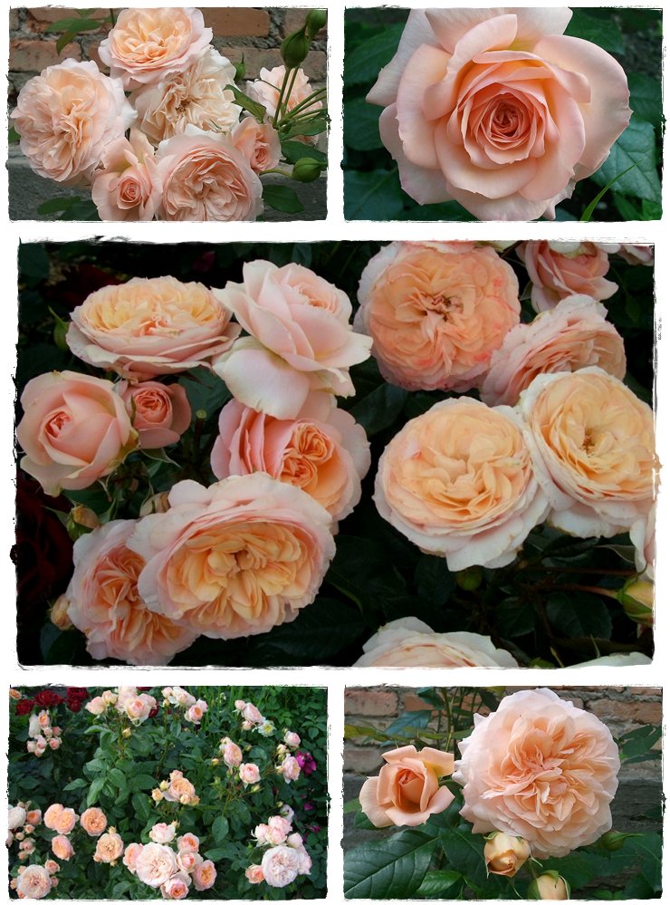 róże wielkokwiatowe Sourire du Havre