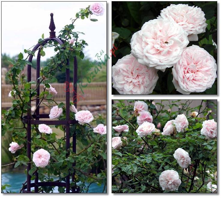 historyczne róże Souvenir de la Malmaison