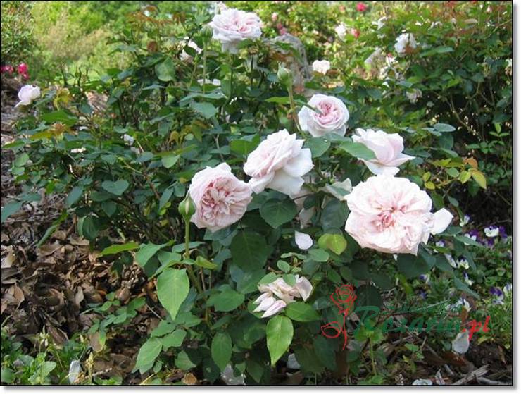 Souvenir de la Malmaison róze historyczne