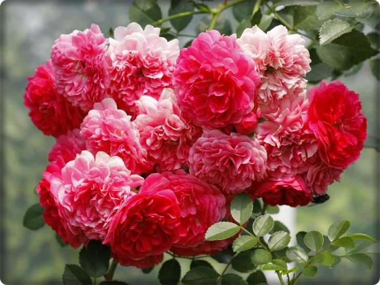 Super Dorothy różowe róże pnące