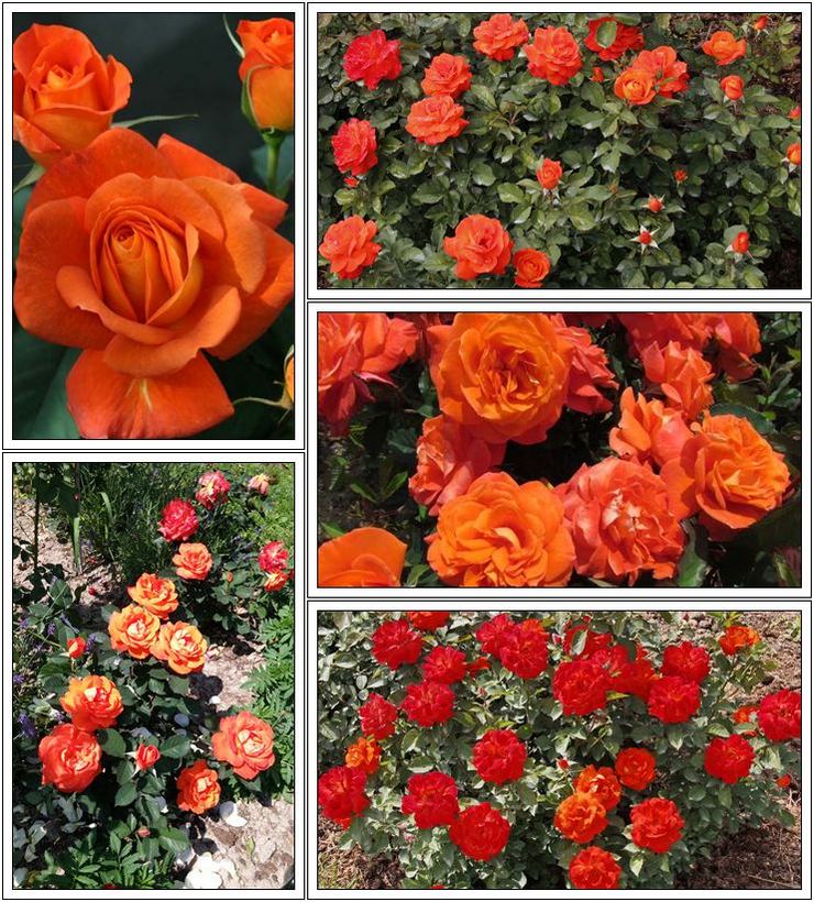 Super Trouper róże pomarańczowe rabatowe