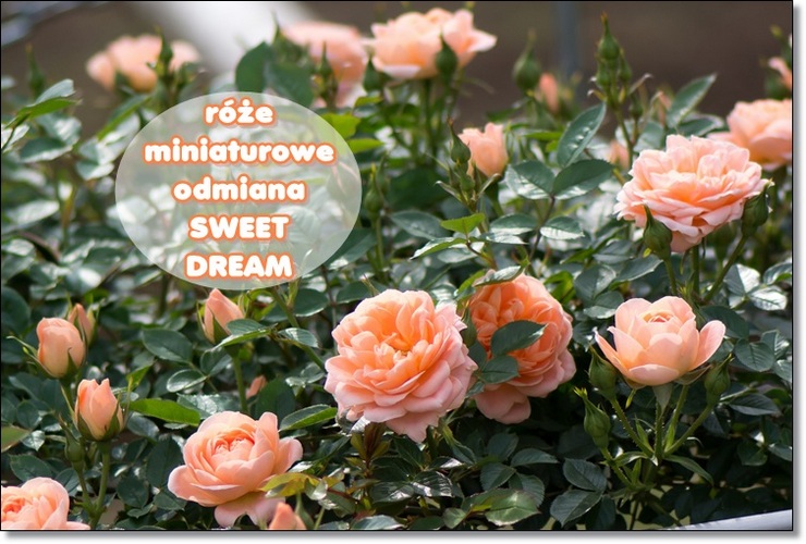 róże miniaturowe Sweet Dream