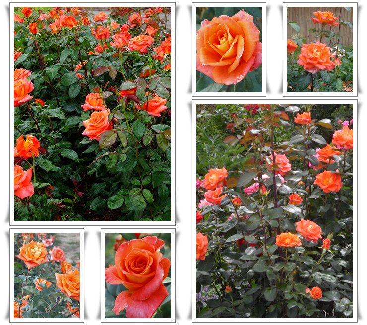 pomarańczowa Tanakinom wielkokwiatowe róże